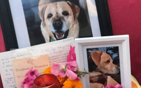 நியூசிலாந்தில் இறந்த நாயின் அஸ்தியை இந்தியாவிற்கு கொண்டு வந்த உரிமையாளர்!!