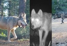 துணையைத் தேடி 14,000 கி.மீ அலைந்த ஓநாய் : இறுதியில் நடந்த சம்பவம்!!