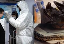 பாம்புகளில் இருந்து கொரோனா பரவவில்லை : இந்த விலங்கின் மூலமே வருகிறது : எதிர்பாராத புதிய திருப்பம்!!