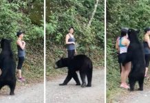 சும்மா நின்ற பெண்ணை சீண்டி கதிகலங்க வைத்த கரடி… இறுதியில் நடந்தது என்ன தெரியுமா?