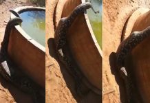 வயிறு மு ட்ட மு ட்ட இ ரையை வி ழுங்கிய ரா ட்சத ம லைப்பா ம்பு! மில்லியன் பேரின் க வனத்தை ஈ ர்த்த காட்சி!!