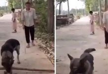 வ ளர்ப்பாளரின் கண் எ திரே நடந்த அ திசயம்…. மனிதம் கா க்க பாய்ந்து ஓ டிய நாய்… மனிதர்களையும் மி ஞ்சி காட்சி!!