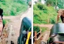 கொ லைவெறி யோடு ஓ டிவந்த யா னை… தை ரியமாக செல்பி எடுத்த இ ளைஞர்! இறுதியில் ந டந்தது என்ன தெரியுமா?