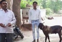 தினமும் பால் கொடுக்கும் ஆட்டுக்கிடாய்!… எப்படி இந்த அதிசயம் நிகழ்கிறது?