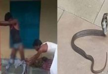 நன்கு உறங்கிகொண்டிருந்த நபர்.. ஜீன்ஸ் பேண்டிற்குள் 7 மணிநேரமாக இருந்த பா ம் பு.. ப ரபரப்பு ச ம்பவம்!!