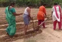 கையில் காசு இல்லை… மாடுகளுக்கு பதிலாக மகள்கள்- விவசாயியின் கண்ணீர் பக்கம்!