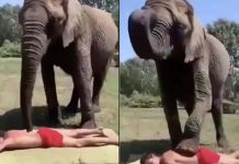 இளைஞனுடன் கொஞ்சி விளையாடும் யானை.. இணையத்தில் காண்போரை ரசிக்க வைத்த காட்சி!