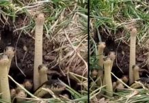 ஒரே சமயத்தில் குழிக்குள் இருந்து எட்டிப்பார்க்கும் பாம்புகள்.. ப தறவைக்கும் காணொளி…!