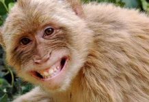 வயிறு குலுங்க வி ழுந்து வி ழுந்து சிரிக்கும் குரங்கு…. ஒட்டு மொத்த பார்வையாளர்களின் கவனத்தினையும் ஈர்த்த அரிய வீடியோ காட்சிகள் உள்ளே!!