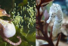 லட்சக்கணக்கில் கு ட்டியிட்டு வாய் பிளக்க வைத்த ஆ ண் கடற்குதிரை! இறுதியில் ஏற்படும் அவலம்…. மில்லியன் பேர் பார்த்த காட்சி!!