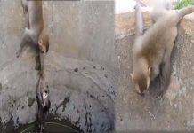 ஆழ்துளை கிணற்றில் வி ழுந்த குட்டி… தாய் குரங்கின் க ண்கலங்க வைத்த பா சப்போராட்டம்!