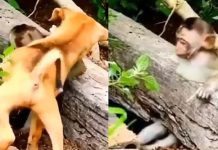 து டித்துடித்த குரங்கு…. உ யிரை கா ப்பாற்ற போ ராடிய நாய்! மில்லியன் பேரை நெகிழ வைத்த காட்சி!!