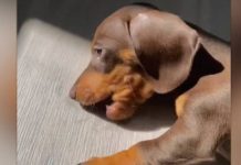 சூரிய ஒளியை சாப்பிட முயற்சித்த நாய்…. இறுதியில் என்ன நடந்தது?