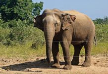 யா னையி டமிருந்து த ப்பித்து ஓ டும் போது… நொடிப்பொழுதில் நடந்த து யர ச ம்ப வம்!!