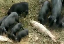 து டித்துடி த்து கிடந்த மீனின் உ யிரை கா ப்பாற்ற போ ராடிய பன்றிக்குட்டிகள்!!