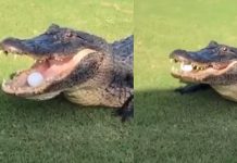 பந்தை கேட்ச் பி டிக்கும் ரா ட்சத மு தலை! மில்லியன் பேர் பார்த்த அ ரிய காட்சி..!