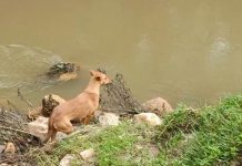 கேரள நிலச்சரிவு: 2 வயது கு ழந்தையின் ச டலத்தை கண்டுபிடிக்க உதவிய நாய்- நெ ஞ்சை உ ருக்கும் ச ம் ப வம்!!