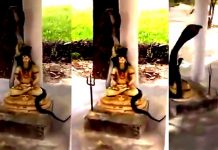 சிவனின் கழுத்தில் ஏறி படம் எடுத்த மிக நீளமான ரா ஜநா கம்! இறுதி வரை அசையாமல் காட்சி கொடுத்த அதிசயம்… அ லண் டு ஓடிய பக்தர்கள்..!