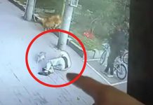 குட்டி பூனையால் சு யநினைவை இ ழ ந்து ந டுரோட்டில் சு ருண்டு வி ழுந்த நபர்! சிசிடிவியில் சி க்கிய அ திர் ச்சி கா ட்சி