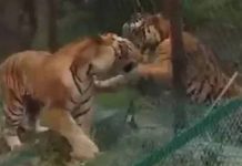 வெ றித் தனமாக ச ண் டையிட்டுக்கொண்ட இரண்டு புலிகள்…. அசந்துப்போன பார்வையாளர்கள்…!