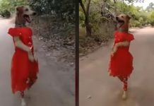 மார்டன் உடையில் வளம் வரும் நாய் குட்டி ! வாய்ப்பிளந்து பார்க்கும் பார்வையாளர்கள்…. குவியும் லைக்ஸ்!!