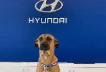 மிக உயரிய பதவியில் இருக்கும் தெரு நாய்! க டும் வியப்பில் மூ ழ் கிய நெட்டிசன்கள்…. தீ யாய் ப ரவும் புகைப்படம்!!