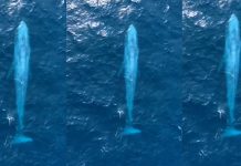 4 யானைகளின் எடை கொ ண்ட பெரிய திமிங்கிலம்! கோடிக்கணக்கான ஆண்டுகளுக்கு பின் மனித கண்ணுக்கு சி க்கிய அதிசயம்… வைரல் காட்சி!!