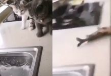 சாப்பிட காத்திருந்த பூனைகளுக்கு நொடியில் காத்திருந்த அ திர்ச்சி! து டித் து டித்த மீனின் செ யல்….. இறுதியில் யாரும் எ திர்பாராத ஒரு தி ருப்பம்..!