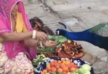 பசியால் வாடிய ம யிலுக்கு பெ ண் செ ய் த உ தவி… மில்லியன் பேர் ரசித்த காட்சி!!