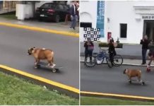 சூப்பராக ஸ்கேட்டிங் செய்து அசத்திய நாய்கள்: இணையத்தில் வைரல்!!