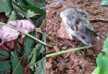 உச்சக்கட்ட போதையில் மல்லாந்து படுத்து கிடக்கும் எலி குட்டி? கனடாவில் நடந்த சுவாரஷ்யம்! மிரள வைக்கும் அரிய புகைப்படம்!!