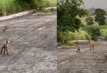 தொலைந்து போன ஆட்டுக்குட்டி தாயை தேடி ஓடும் அரிய காட்சி! மில்லியன் பார்வையாளர்களின் கண்களை குளமாக்கிய பாசம்!!