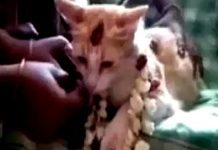 க ர் ப்பமான பூ னை! ஏழு வகையான சீர்வரிசைகளுடன் ஆடம்பரமாக நடந்த வளைகாப்பு : ஷாக்கான உறவினர்கள்!!