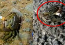 ஸ்டைலா மாஸாக பு கை ப் பிடிக்கும் நண்டு.. ட்விட்டரில் பார்வையாளர்களை வியக்க வைத்த காட்சி!