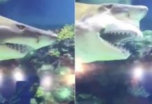 ரா ட்சத பற்களுடன் இ ணையத்தை அ ச்சுறு த்திய சுறா மீன்.. ட்விட்டரில் வைரலாகும் வீடியோ!!