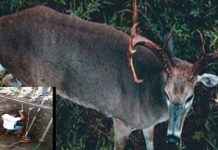 கிணற்றில் வி ழு ந்த மானை உ யி ரை ப ண யம் வைத்து கா ப் பா ற் றிய நபர்; வீடியோவை வெளியிட்ட நடிகர் மாதவன்!!