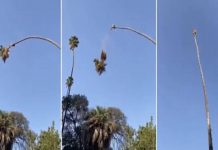 பனைமரத்தின் உச்சியில் ஏறி ந ப ர் செ ய் த அ தி ர் ச்சி காரியம்.. பீ தி யை கி ள ப்பும் வீடியோ!!