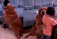 கதறி அழுத சுட்டி தேவதையை கட்டி அனைத்த நாய்! தாய் பாசத்தையும் மிஞ்சிய செயல் : மில்லியன் பேரை நெகிழ செய்த காட்சி!!