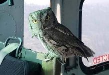 உ யி ரை க் கா ப் பா ற்ற ஹெலிகப்டரில் தஞ்சம் பு கு ந்த ஆந்தை… தீ யா ய் பரவும் புகைப்படம்!!