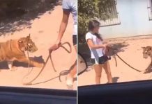 புலிக்குட்டியை வாக்கிங் அழைத்துசென்ற சிறுமி; இணையத்தில் வைரலாகும் வீடியோ!!