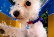 தன்னை தானே செல்ஃபி எடுத்து அசத்தும் நாய்! கோடிக்கணக்கான பார்வையாளர்களை மிரள வைத்த அழகிய வீடியோ!!