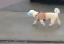 முககவசம் அணிந்துகொண்டு ஸ்டைலாக வலம் வரும் நாய்.. இணையத்தில் வைரலாகும் காணொளி!