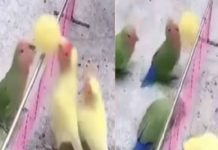 போட்டி போட்டு வாலிபால் விளையாடும் செல்ல கிளிகள்.. இணையத்தில் வைரல்..!