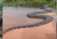 பிரேசிலில் ஆற்றை கடந்து செல்லும் 50 அடி நீளம் கொண்ட அனகோண்டா பாம்பு? வைரலாகும் வீடியோவின் உண்மை!!