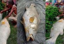 ஆற்றில் கிடைத்த 52 கிலோ கடல் மீன்… லட்சாதிபதியாக மாறிய பெண்! நடந்தது என்ன?