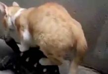 ஆமை மீது கூலாக அமர்ந்து சவாரி செய்யும் பூனை : வியக்க வைத்த காட்சி.!!