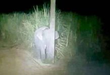 தோட்டத்திற்குள் புகுந்த யானைக்குட்டி செய்த செயல்! சமூக வலைதளங்களில் வைரலாகும் புகைப்படம்!!