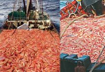 ராட்சத இறால் வேட்டையின் அதிர வைக்கும் காட்சி… சிக்கிய இறாலை இவர்கள் என்ன செய்றாங்கனு பாருங்க!!