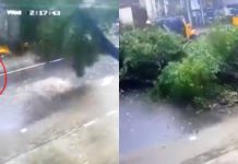 நிவர் புயல் ரு த்ரதாண்டவம்! சாலையில் நடந்து சென்றவர் மீது அப்படியே விழுந்த பெரிய மரம்… பதறவைக்கும் சிசிடிவி காட்சி!!