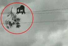 உயிரை பணயம் வைத்த ஊழியர்… வைரலாகும் வீடியோ காட்சிகள்!!